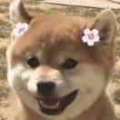 柯基柯基大大