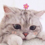 懒君呀