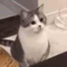 金东