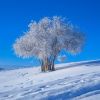 霜斗雪