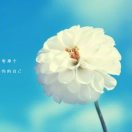 大丛