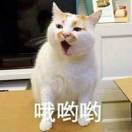迷路小狼狗