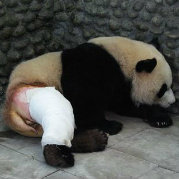 大飞熊伤不起
