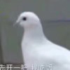 liquidll