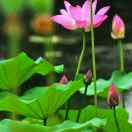 芮
