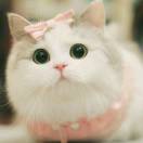 李查德·克莱德端