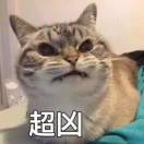 宠物出售  宠物用品