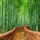 莯栩