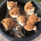啦啦啦，啦啦