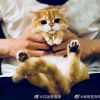 嘟嘟