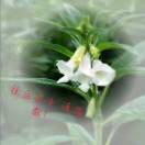 一见倾城丶問本心
