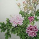 君子兰（卜秀芹）