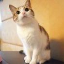 鄭先生。