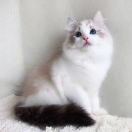 xiao萌兽