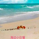 海边小巨蟹