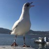 清逸