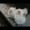 晚萍