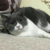 维尼白熊