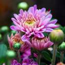 芳芳