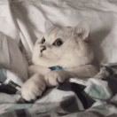莎