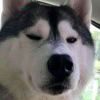 韩季孤冷的风