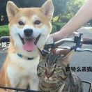小花猫