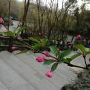 冰冻之花