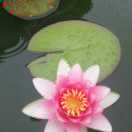 李芳