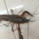 醉卧美人膝