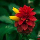 小花