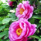 花好月圆
