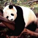 漂漂