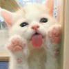 瑞ㄨ