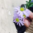 张鄄