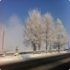 大叶榆树
