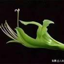 熠熠