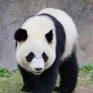 雪碧桂园中儿佳
