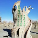 大漠胡杨