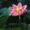 菩提子