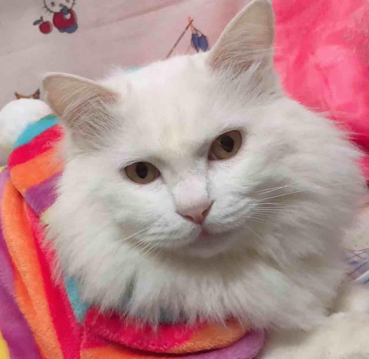 长缨缚苍龙青锋试人间