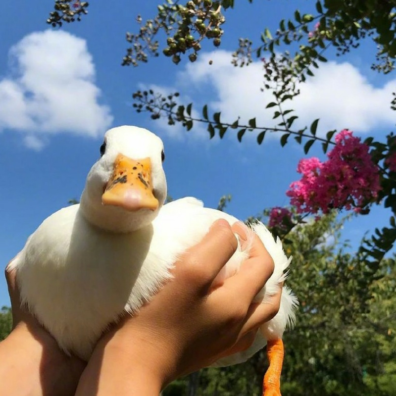 芋头咕咕♡你我他