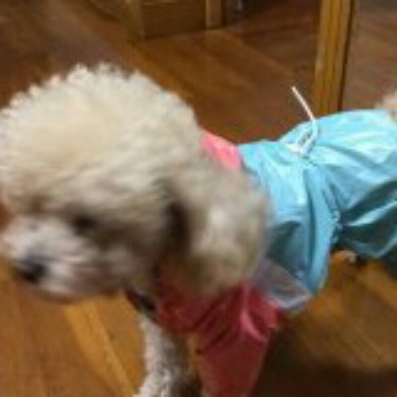 磊磊加黄磊