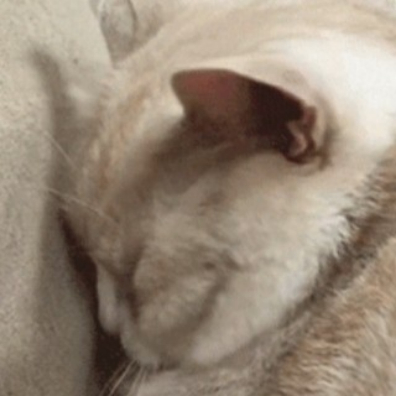 探花不是第三