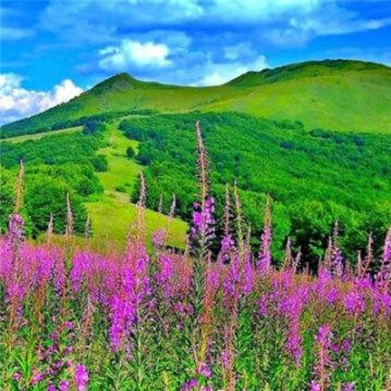 丹心ヾ✿