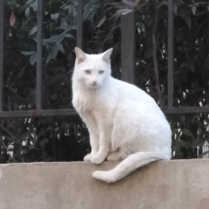 萌萌哒小橘猫