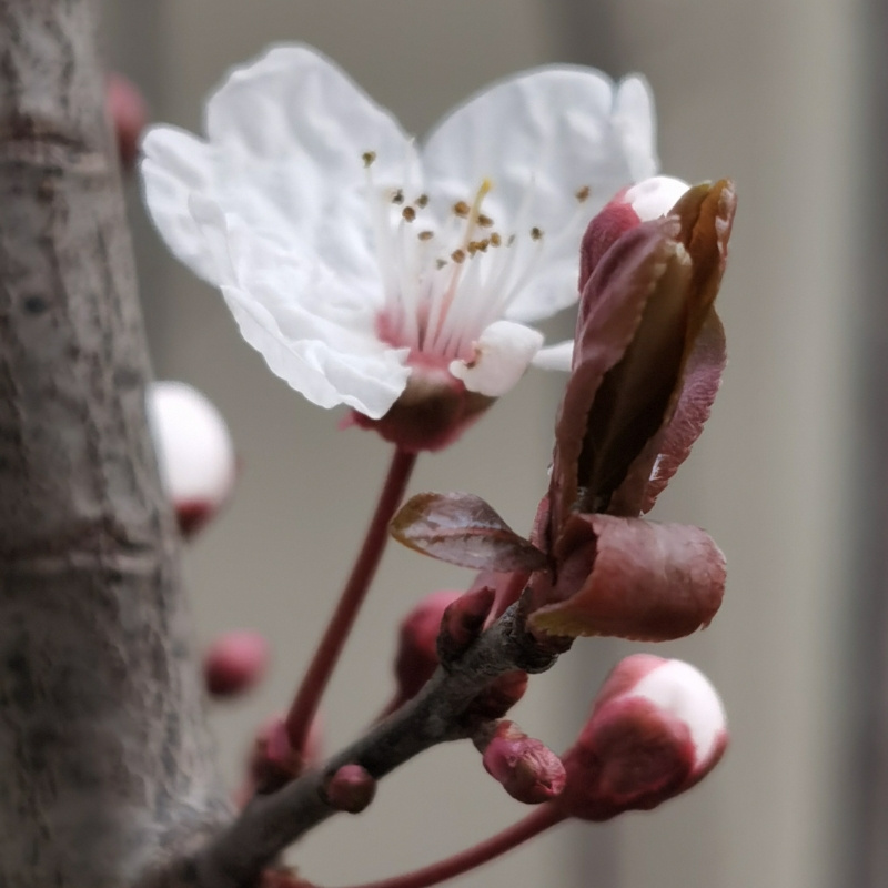 芳草莲