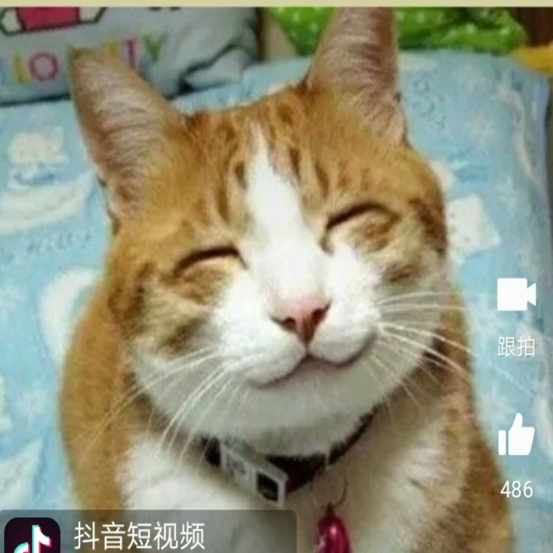 想变成匹马的喵
