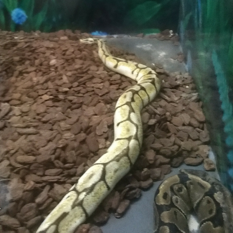 道君