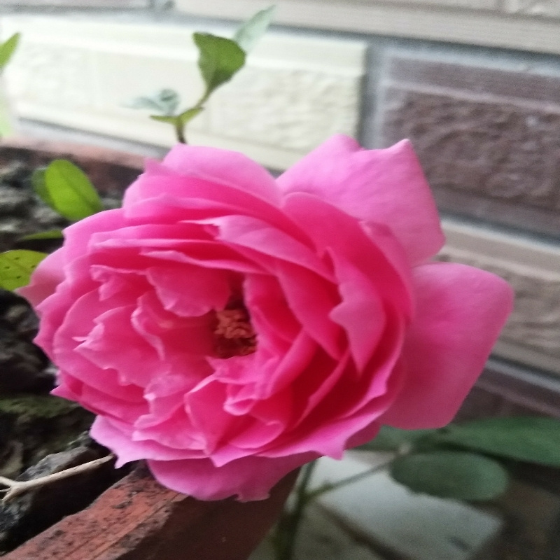 雅典双子