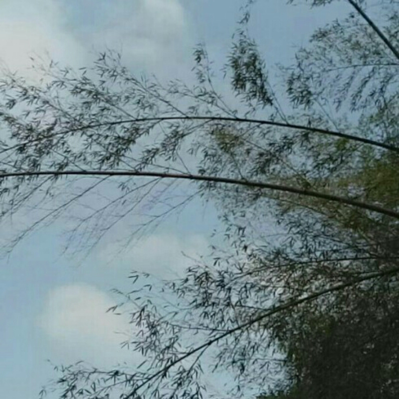 努力